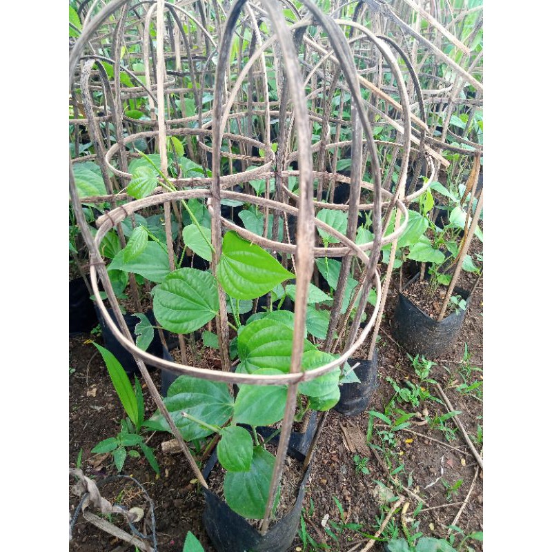 Tanaman hias pohon lada putih | bibit pohon lada / Pandalovers