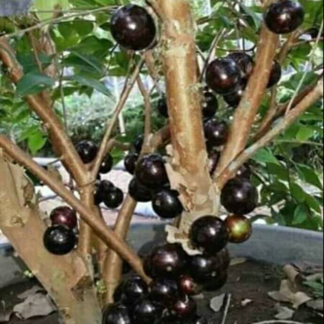 Bibit Anggur brazil Anggur pohon jenis sabara