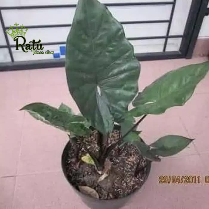 Tanaman Hias - Senthe Wulung / Talas Hitam / Keladi / Alocasia Black/s