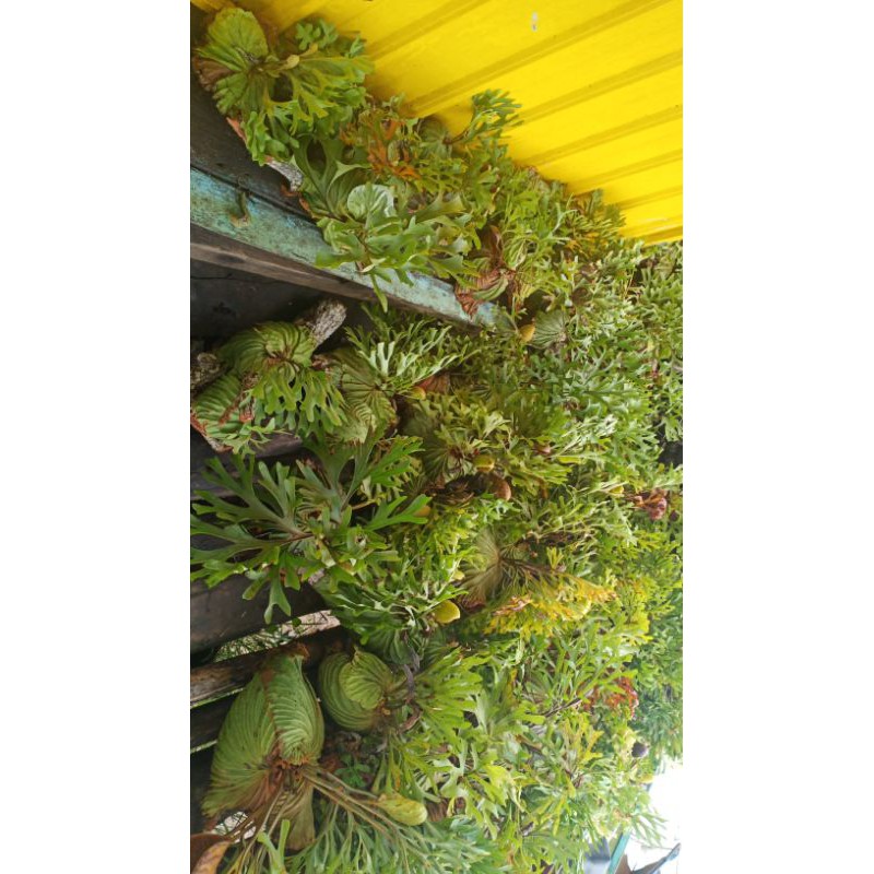 tanduk rusa/angrek kalimantan