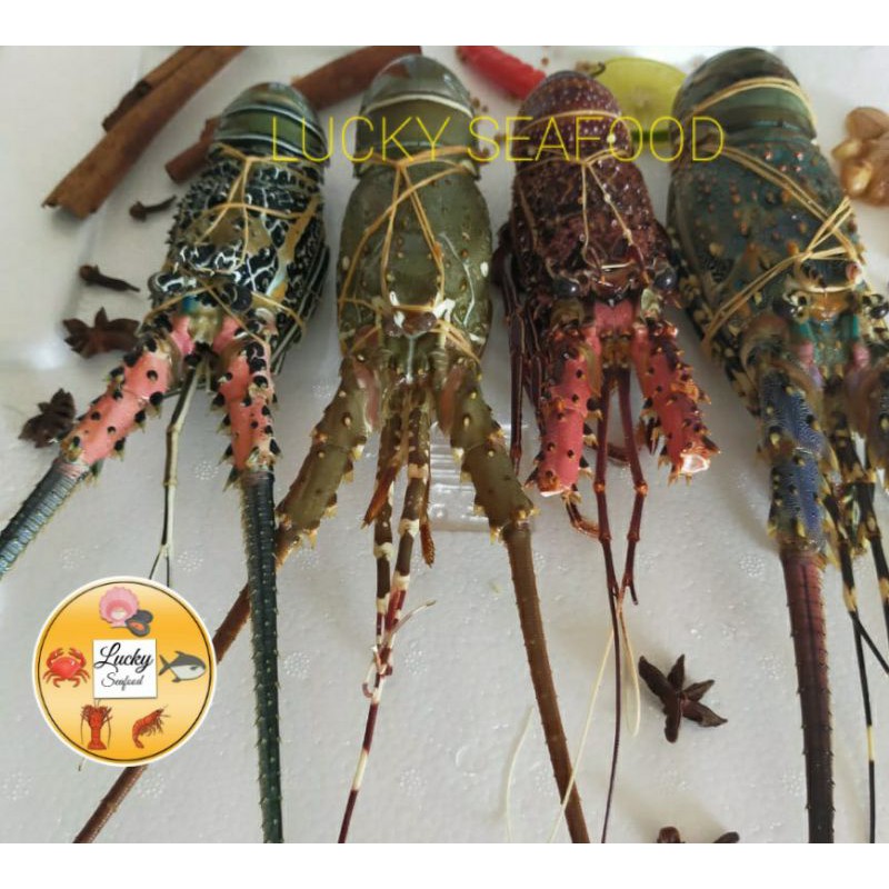 

Lobster frozen 500 gram up