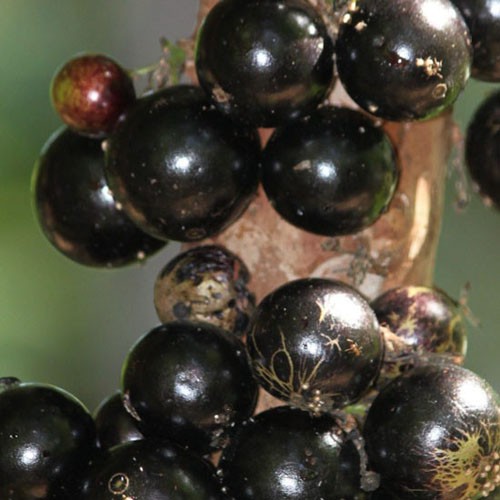 Bibit Tanaman Buah Anggur Brazil BUAH MANIS - Jaboticaba POHON TABULAMPOT Rasa Buah Menyegarkan-4