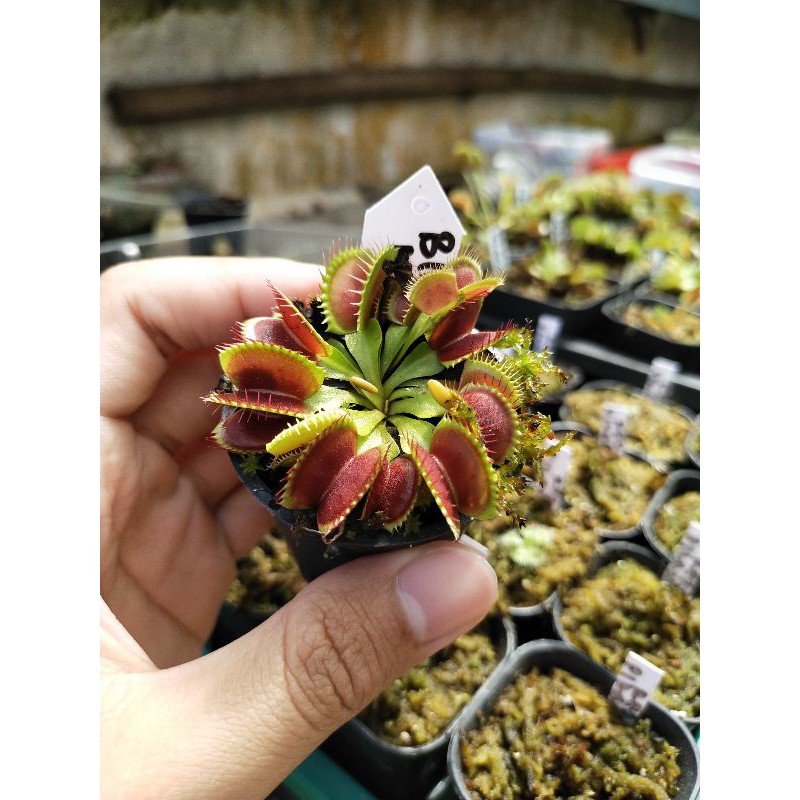 Venus FlyTrap Big Mouth Venus Fly Trap Big Mouth