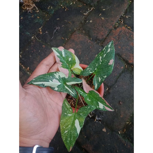 Syngonium Red Spot Tri Color