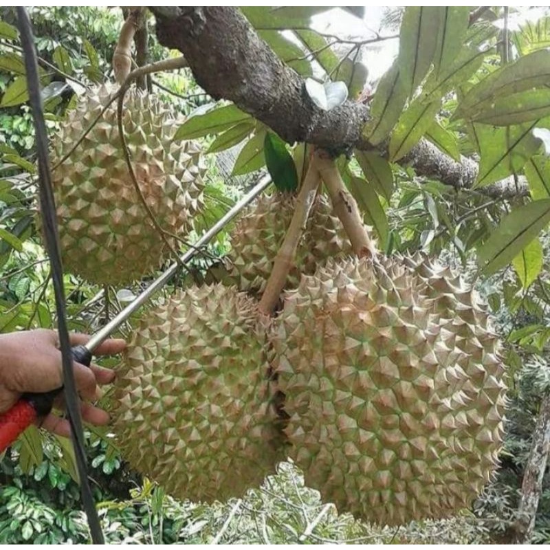 Bibit Durian Bawor Kromo Banyumas Asli Okulasi