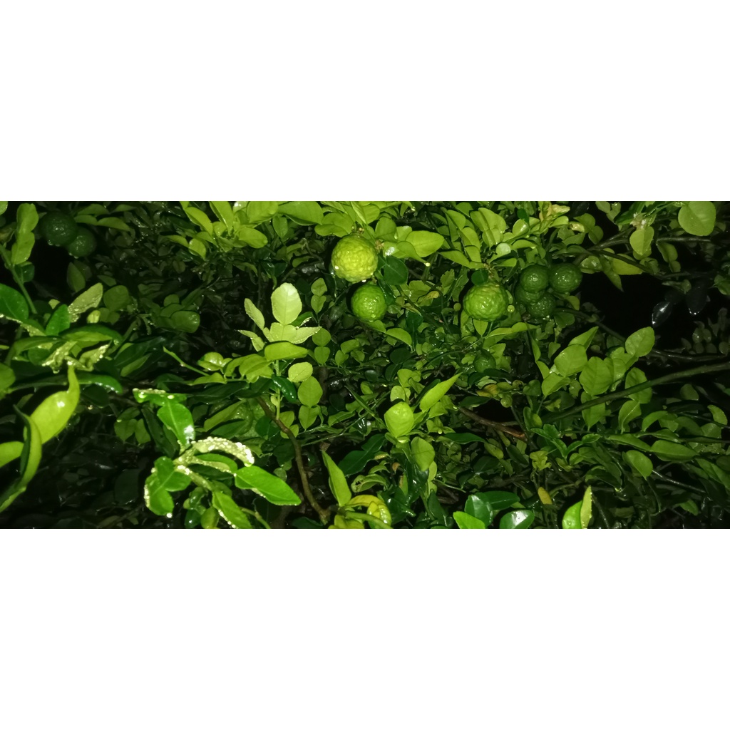 

100 pcs daun jeruk purut