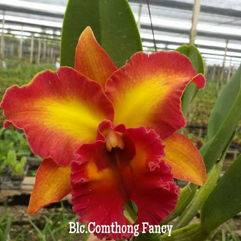 

Blc.Comthong Fancy