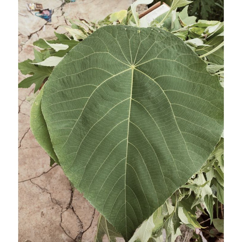 

Daun Mara Segar Berat 500 grm