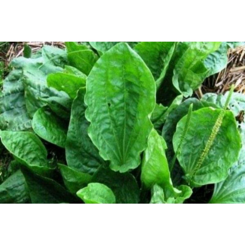 

daun sendok Ki urat segar