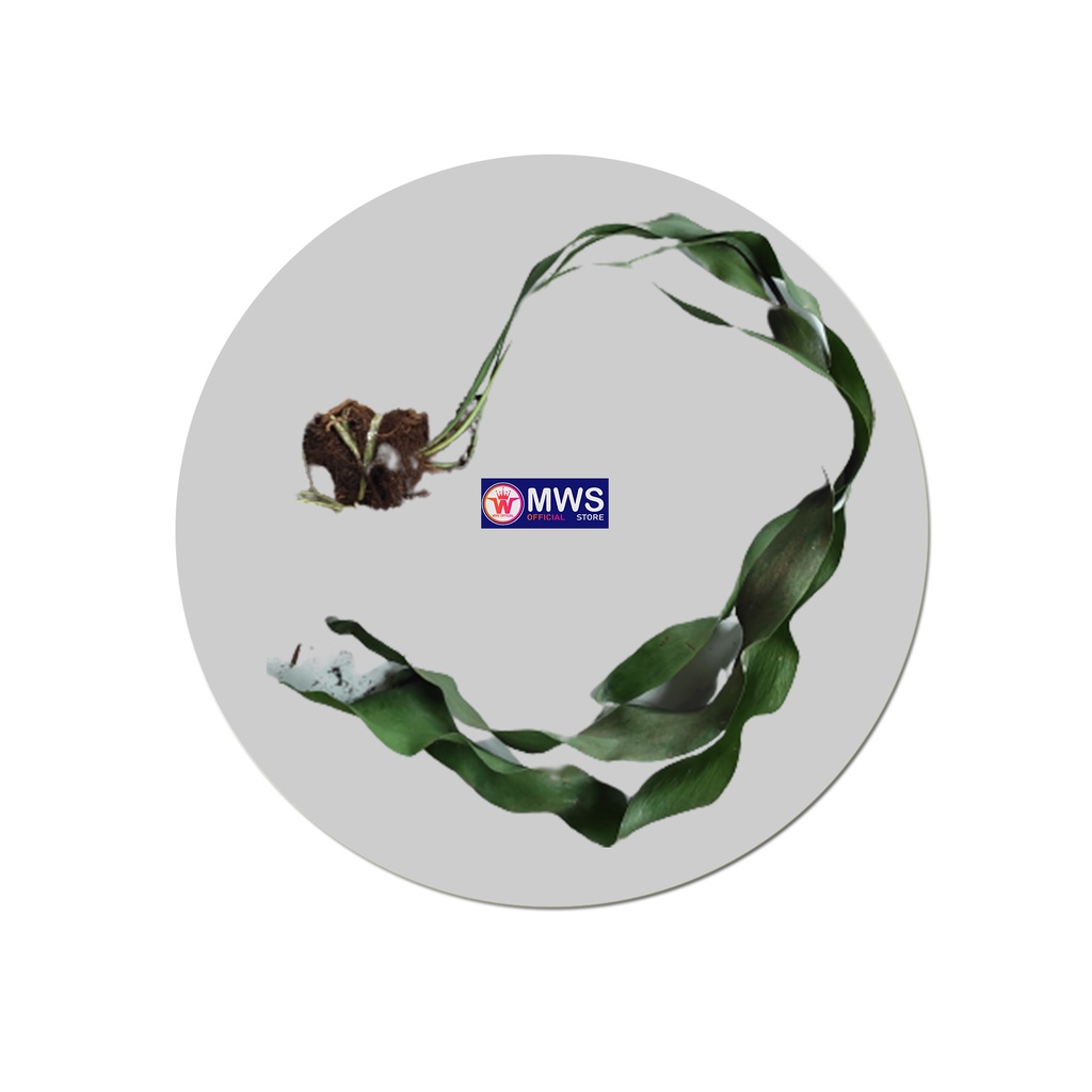 RUMPAI KUMPAI DASI TANAMAN HIAS GANTUNG MWS