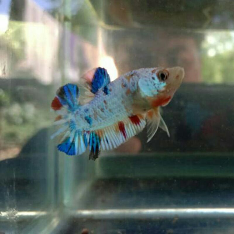 Cupang Plakat Koi/Nemo/Multicolour