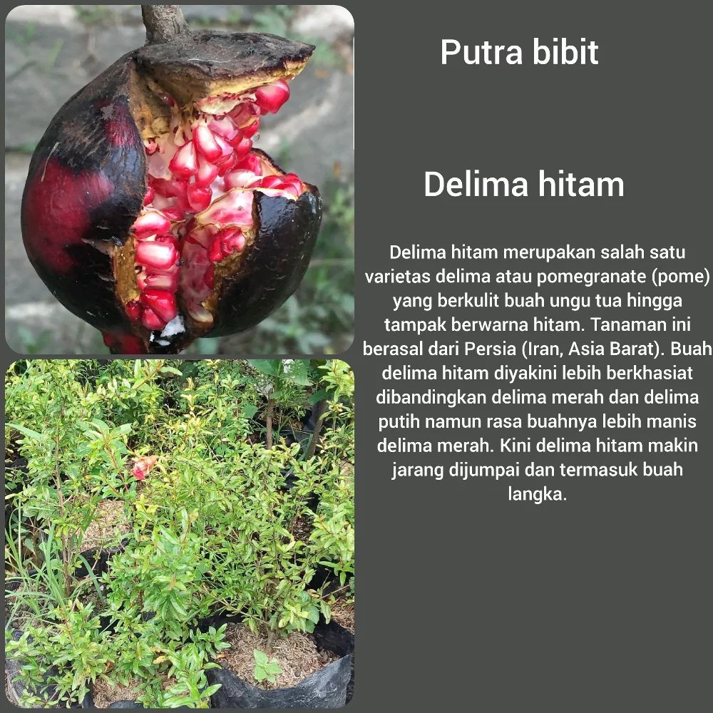 Bibit Pohon Buah Markisa Ungu Merah Hitam Tanaman Edulis Sims