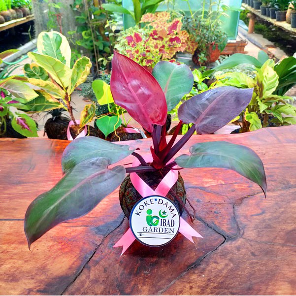 Tanaman hias indoor Kokedama Philodendron imperial red cardinal