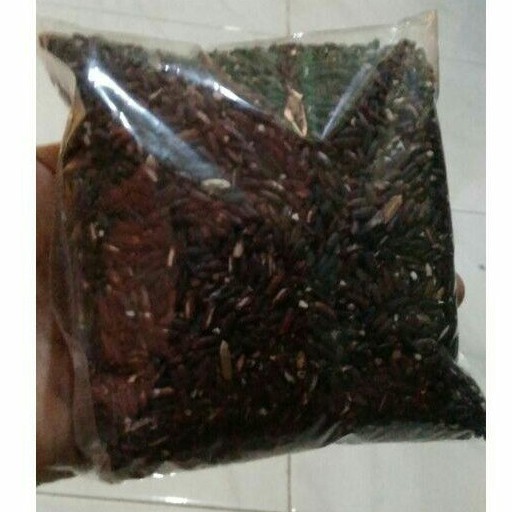 PAKAN BURUNG PERKUTUT KETAN HITAM