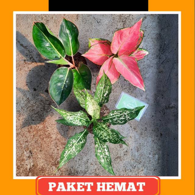 Paket  Murah aglonema / aglaonema ( black lipstik, pink anja, snow white )
