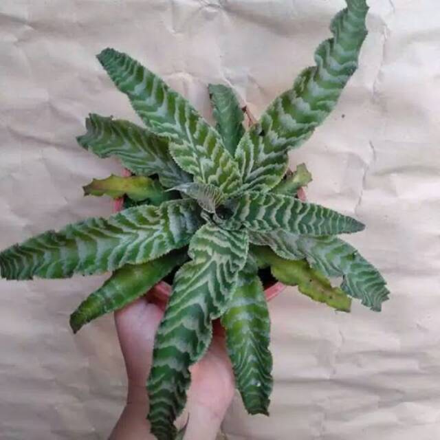 Tanamam Hias Cryptantus Toke Hijau