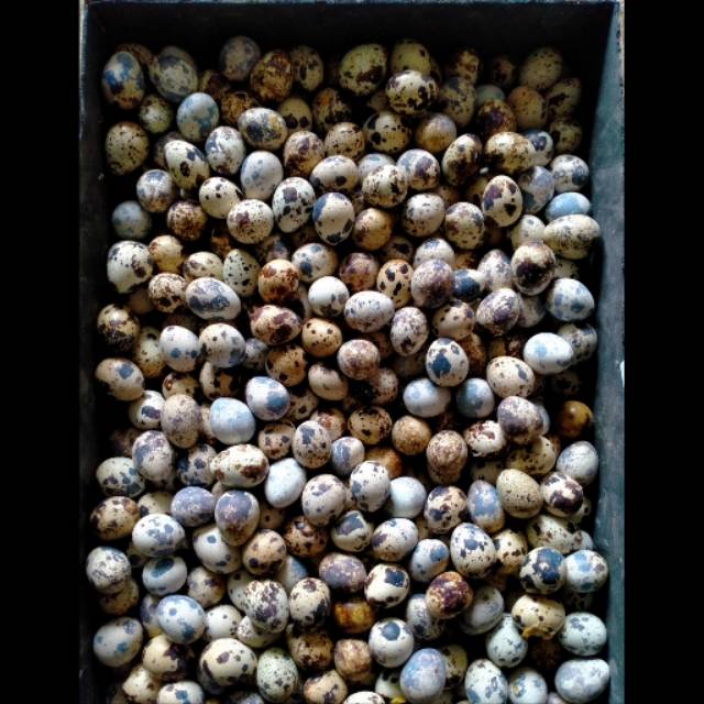 

Telur BURUNG PUYUH CURAH
