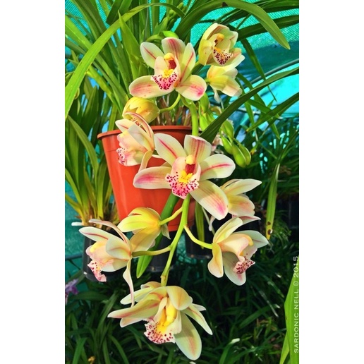 CV, anggrek Cymbidium golden / Bunga Anggrek Tanah / Anggrek / tanaman bunga hias hidup murah hiasan