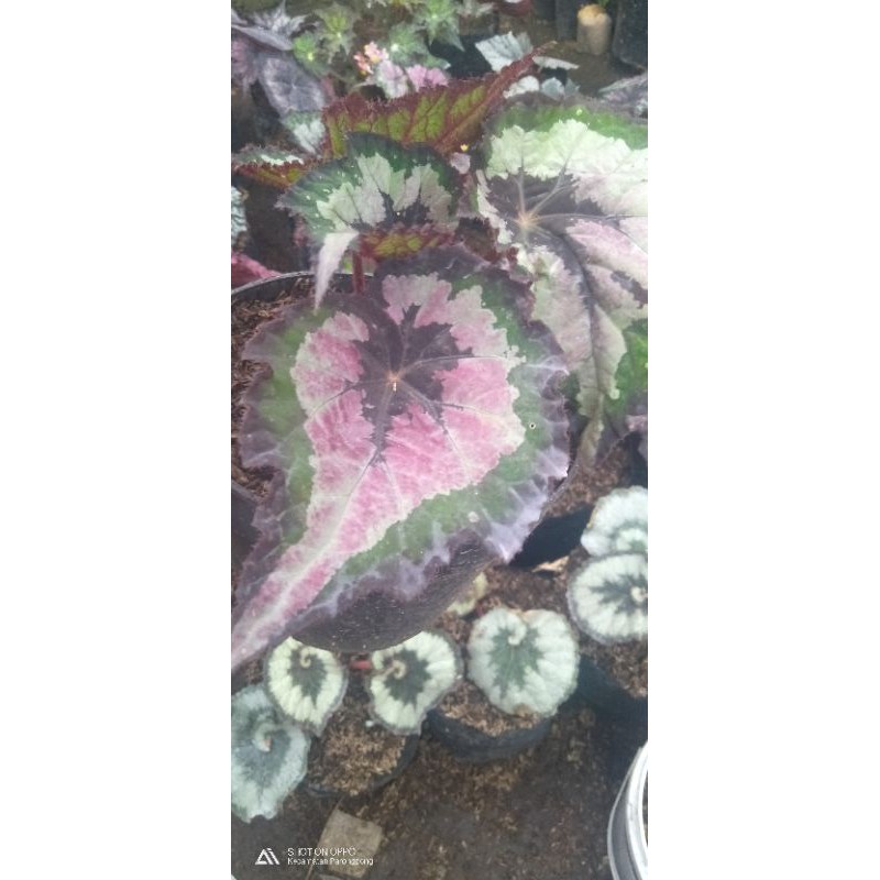 tanaman hias begonia indukan