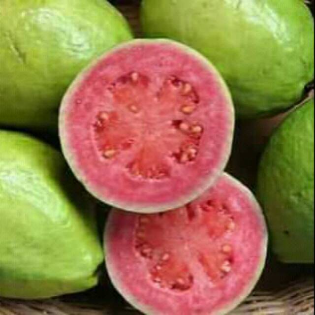 

Buah Jambu Biji Manis dan Renyah 1 kg