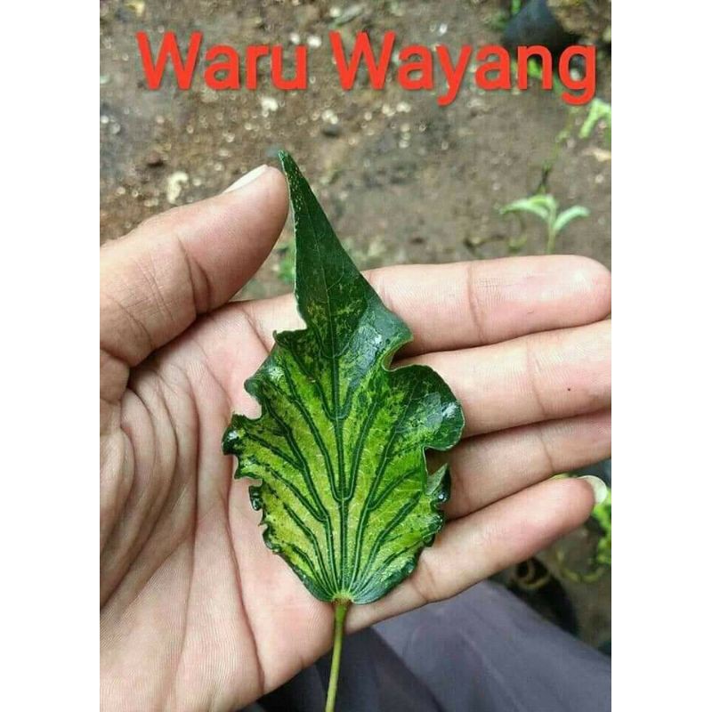 Waru wayang promo murah