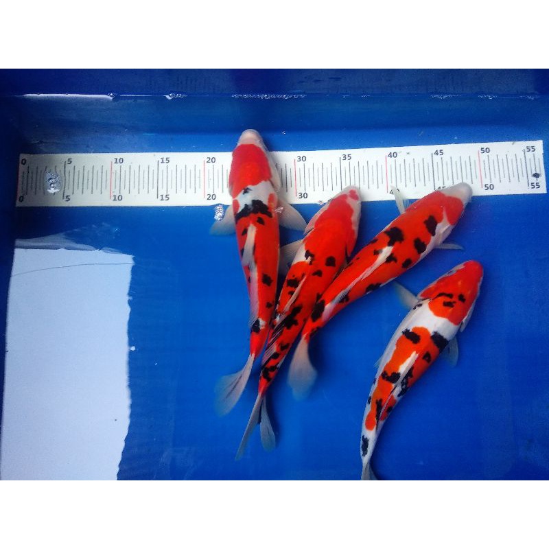 Ikan Koi Doitsu Sanke Red