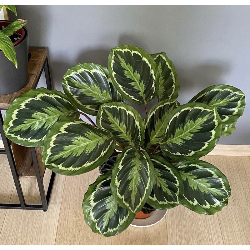 Tanaman hias calathea silverblack rimbun segar/bunga hidup/tanaman hias hidup/bunga hidup tanaman hi