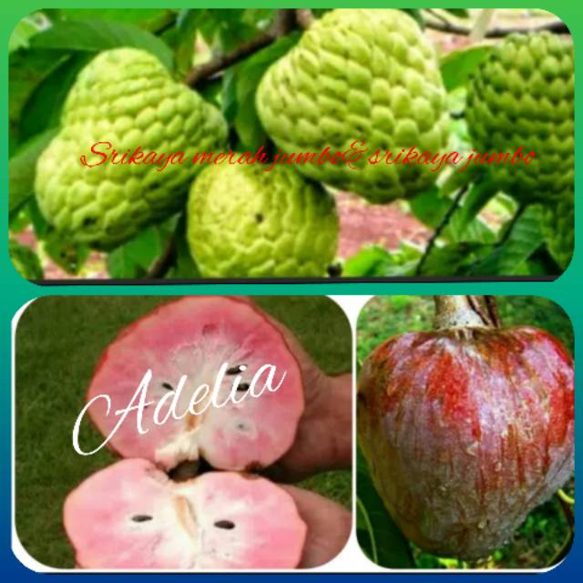 Paket 2 bibit,SRIKAYA JUMBO DAN SRIKAYA JUMBO MERAH