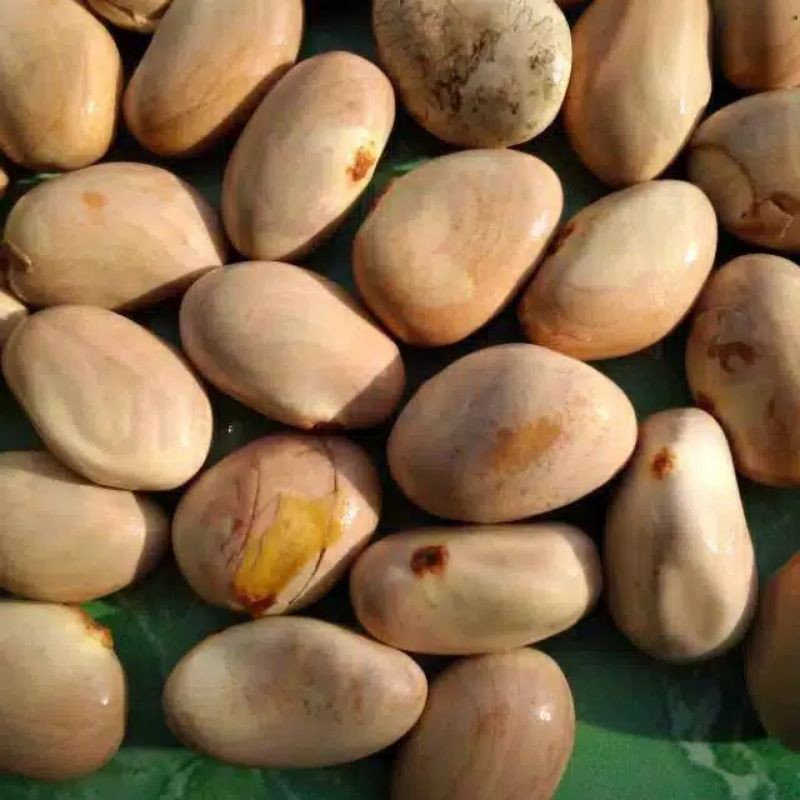 

biji nangka super 100g