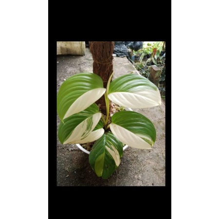 tanaman hias scindapsus longipitatus varigata