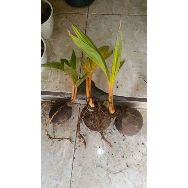 bonsai kelapa gading oren