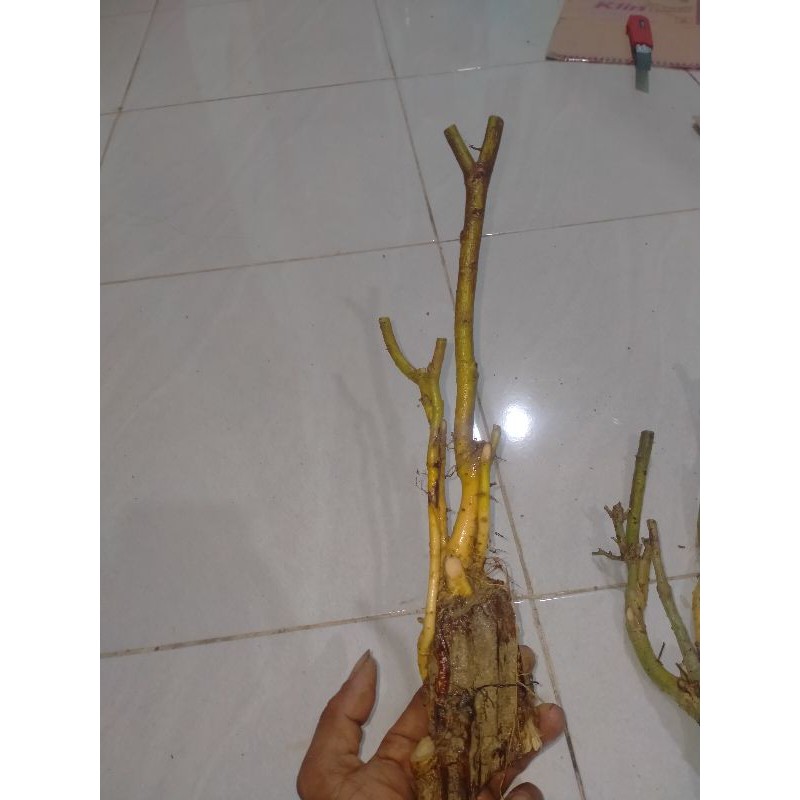 BONSAI SERUT DONGKELAN SMALL TWIN 7K