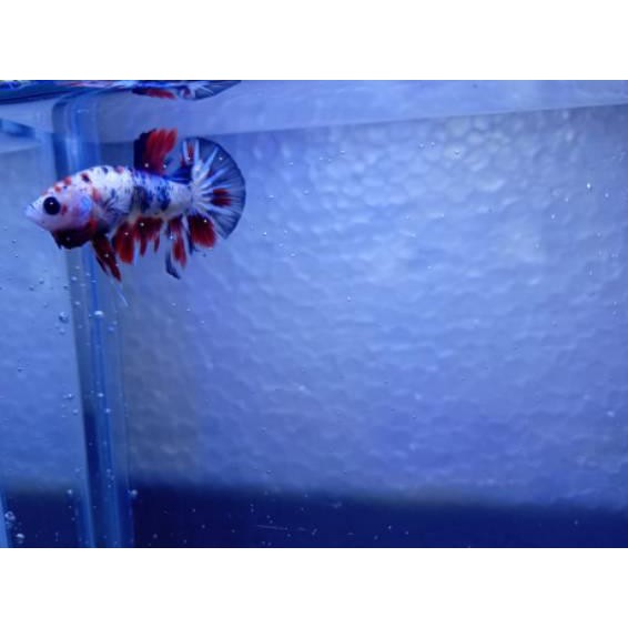 

>ods-0162!! MULTI GALAXI KOI EMETALD STRONG COLOUR BO 3CM Terlaris