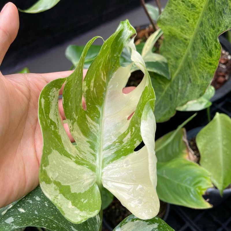 Batang/Bonggol Monstera Deliciosa Variegata