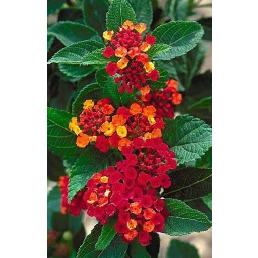 30 biji benih bunga lantana red