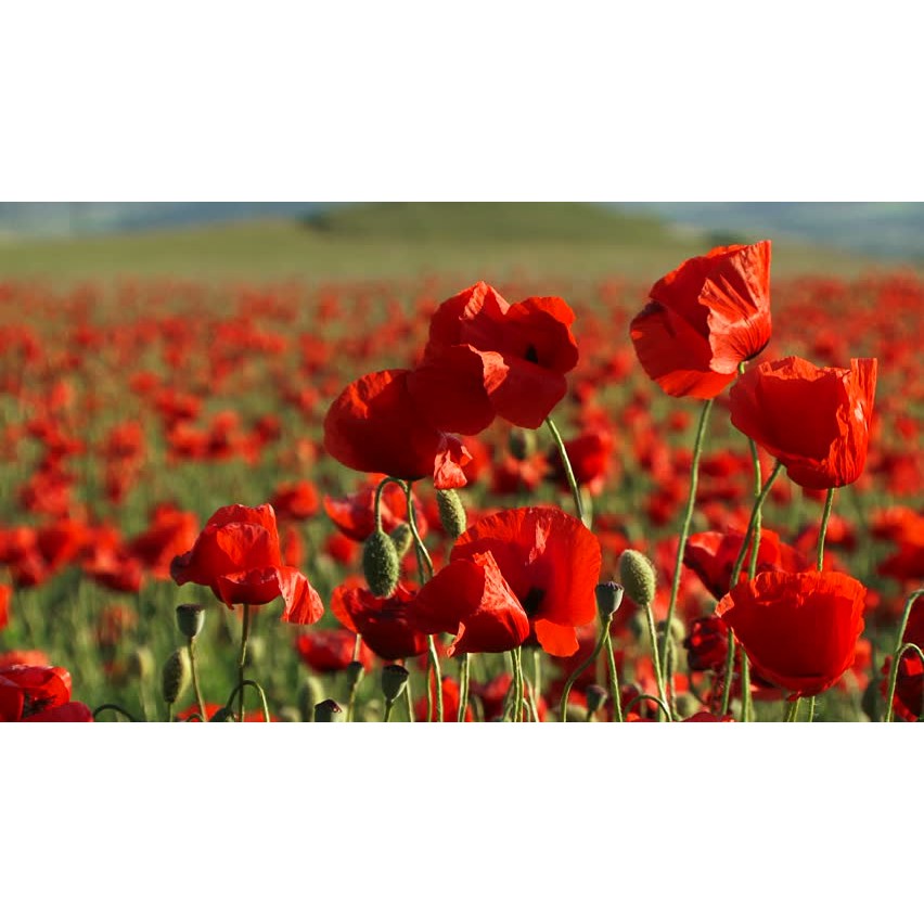 Benih Bibit Biji - Bunga Wild Poppy Native Grown (Papaver rhoeas) Flower Seeds - IMPORT