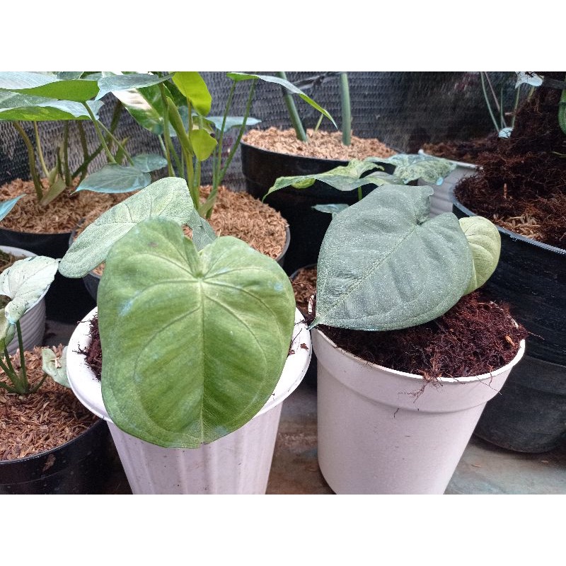 Singonium frosted heart