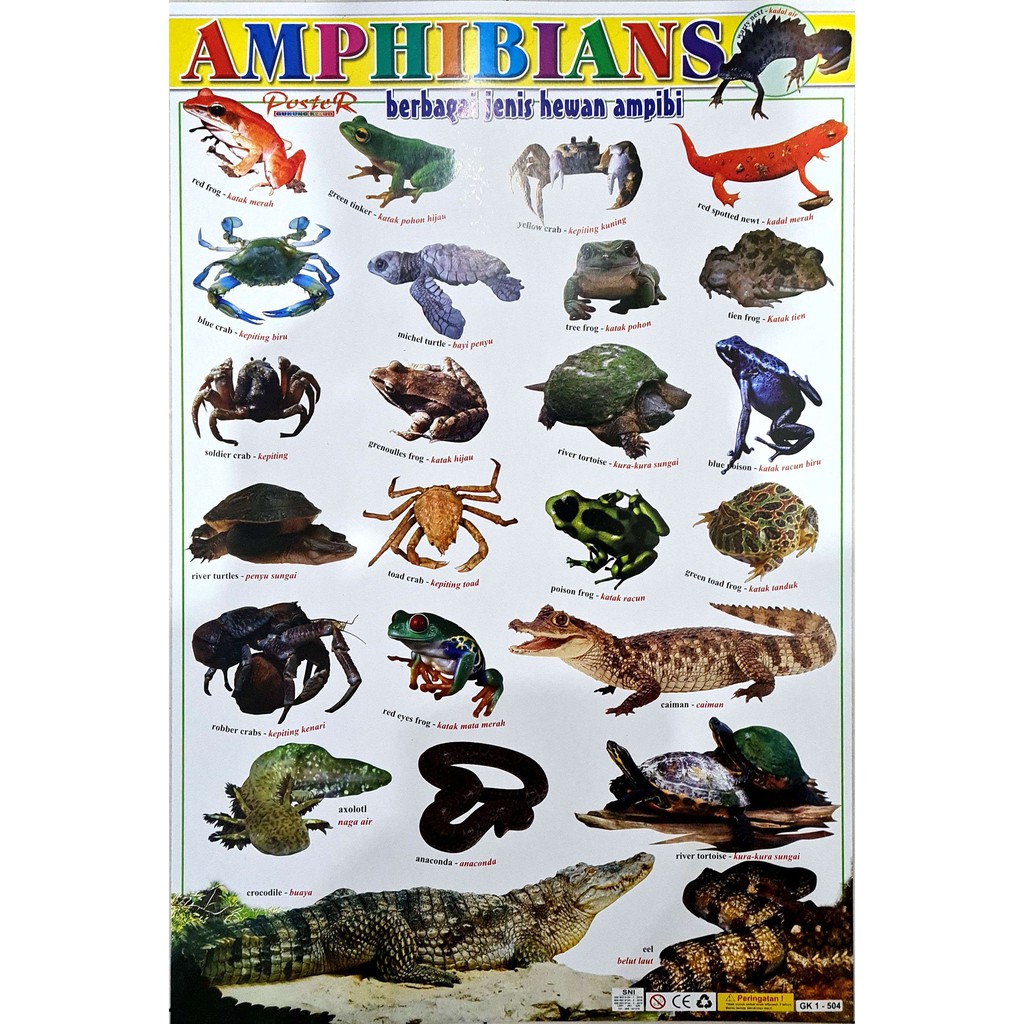 Poster Anak Belajar Binatang Reptil dan Amfibi