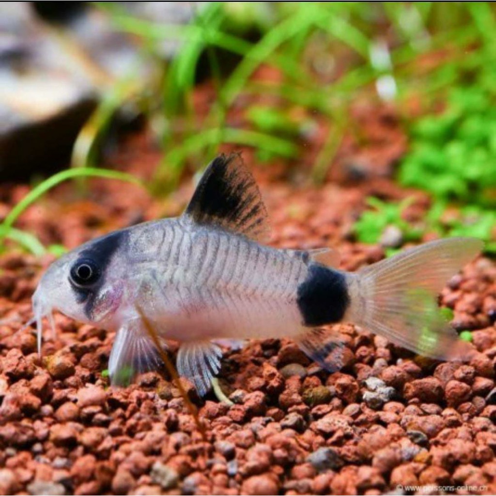 Corydoras Panda/aquascape