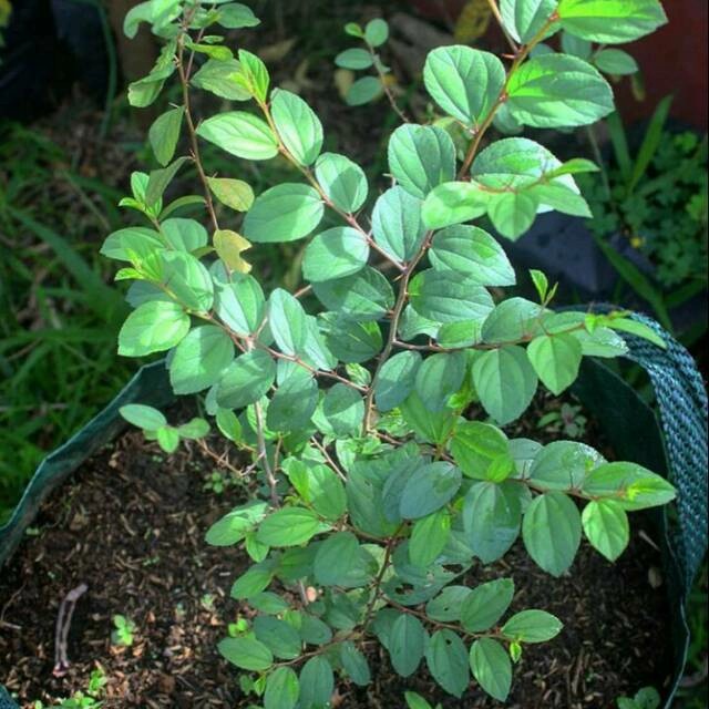 pohon bidara arab asli