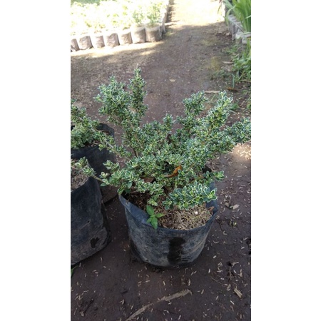 Tanaman hias mirten/bibit tanaman hias mirten/bunga mirten/bibit bunga mirten