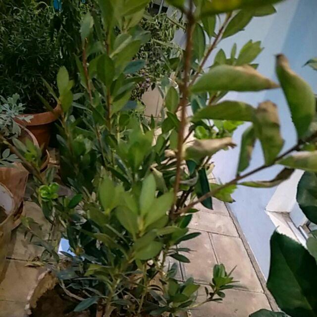 Tanaman Bunga Melati Telor Melati Tuscany Shopee Indonesia Tanaman Bunga Melati Telor Melati Tuscany Shopee Indonesia