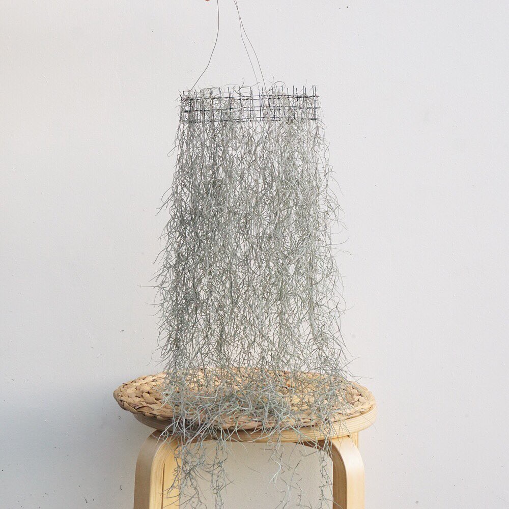 Tanaman jenggot musa