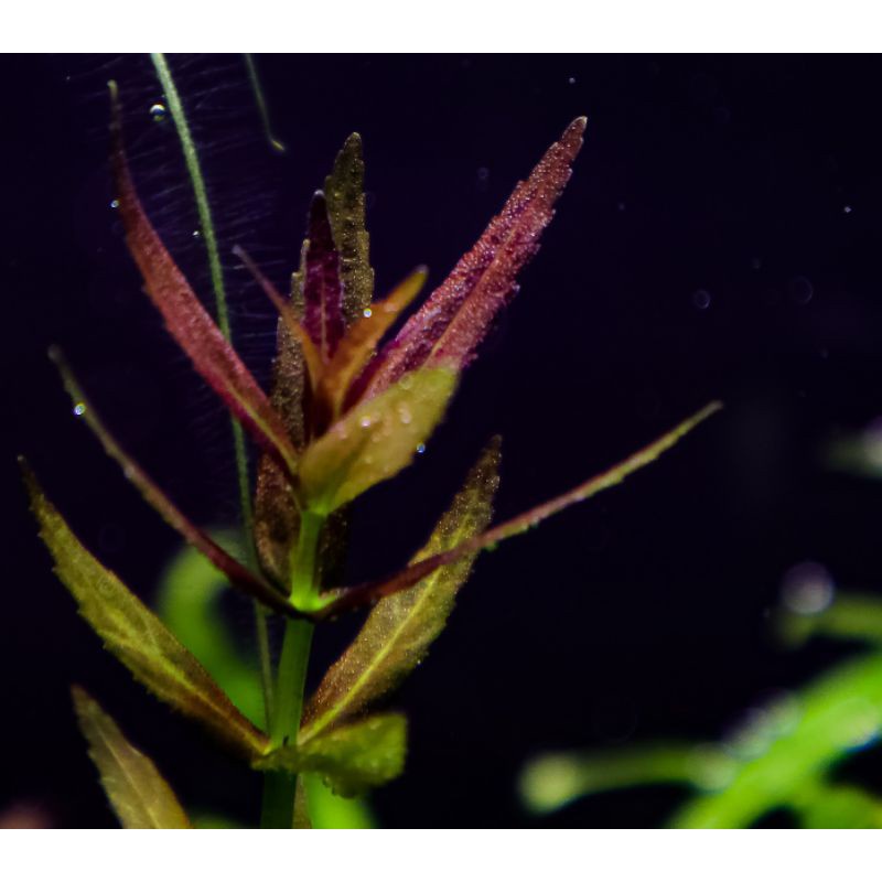 Limnophila Mini var Aquarimba ( Tanaman Aquascape )