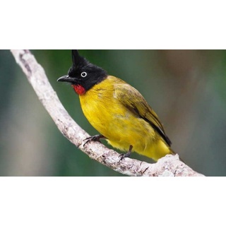 Burung Kutilang Emas