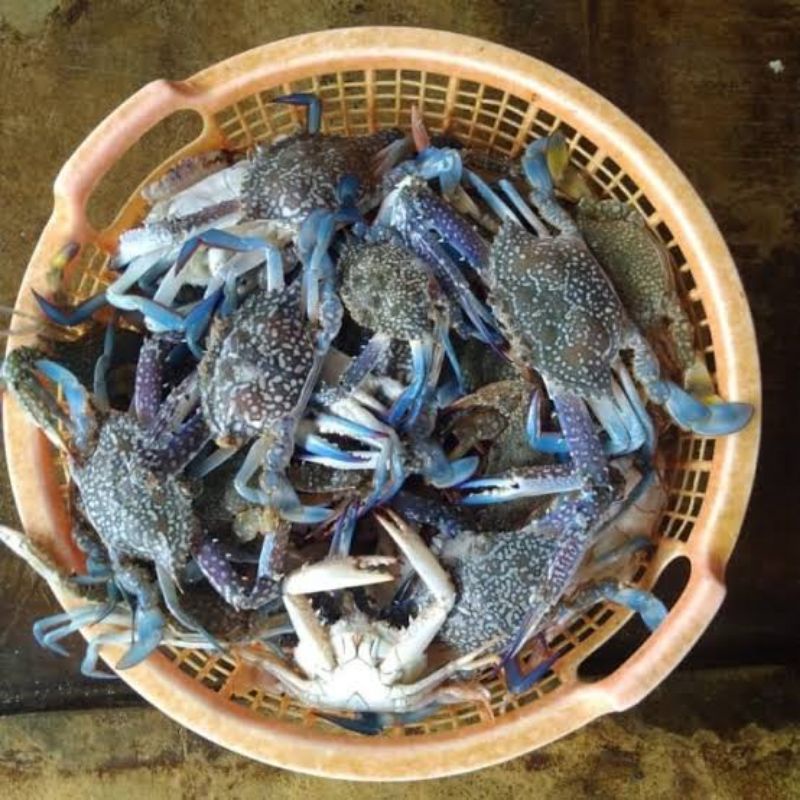 

Rajungan (Ungkep/Fresh) /Kg