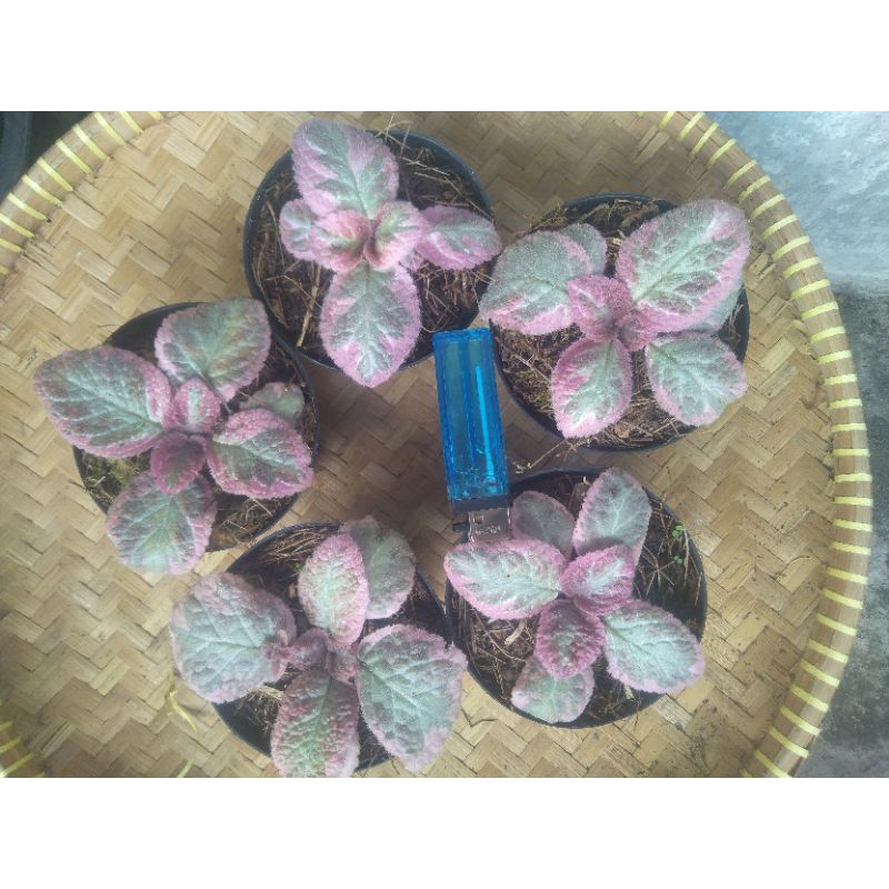 Episcia Cleopatra
