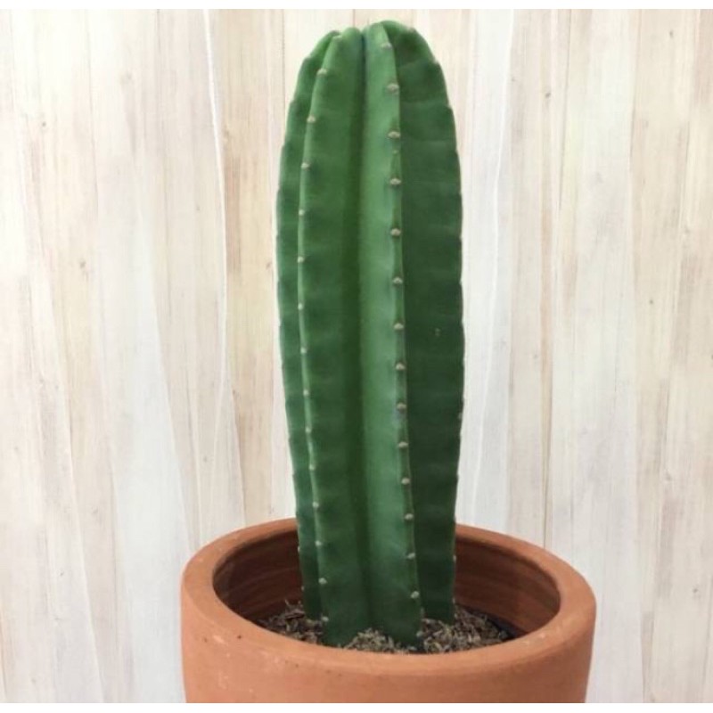 

Kaktus koboy (tnggi 50cm)