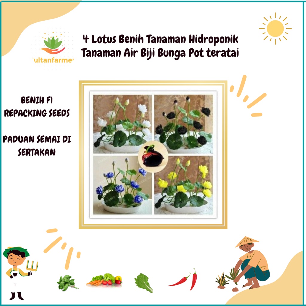 4 Lotus Benih Tanaman Hidroponik Tanaman Air Biji Bunga Pot teratai