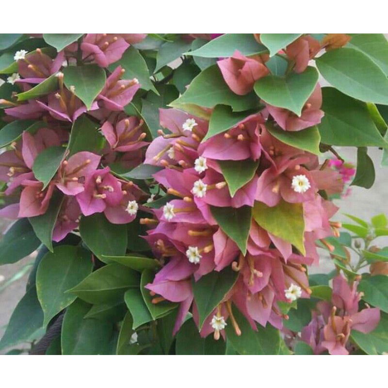 Bougenville Singapore Peach